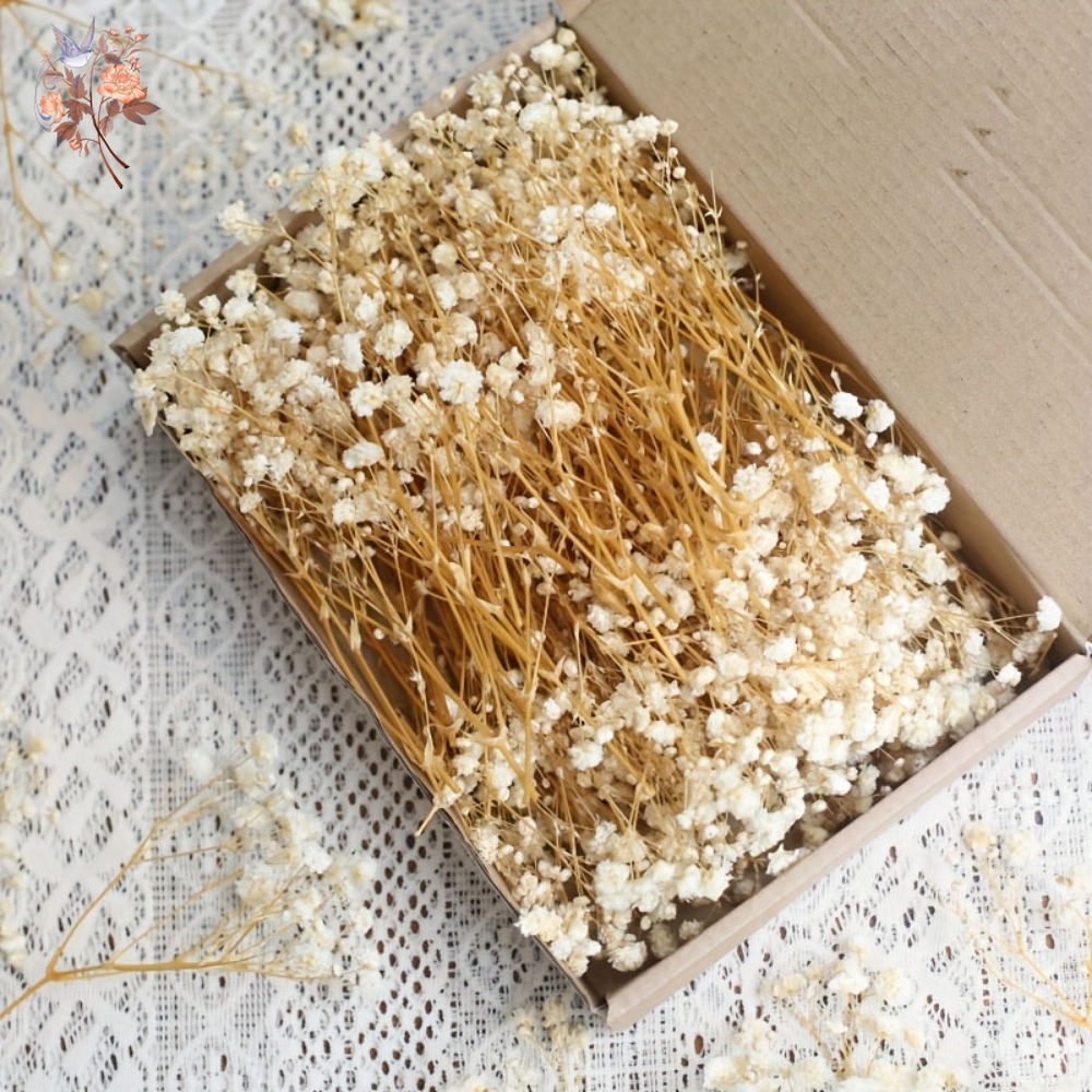 100pcs Mini Dried Baby's Breat - Craft Embellishments recensie en prijs